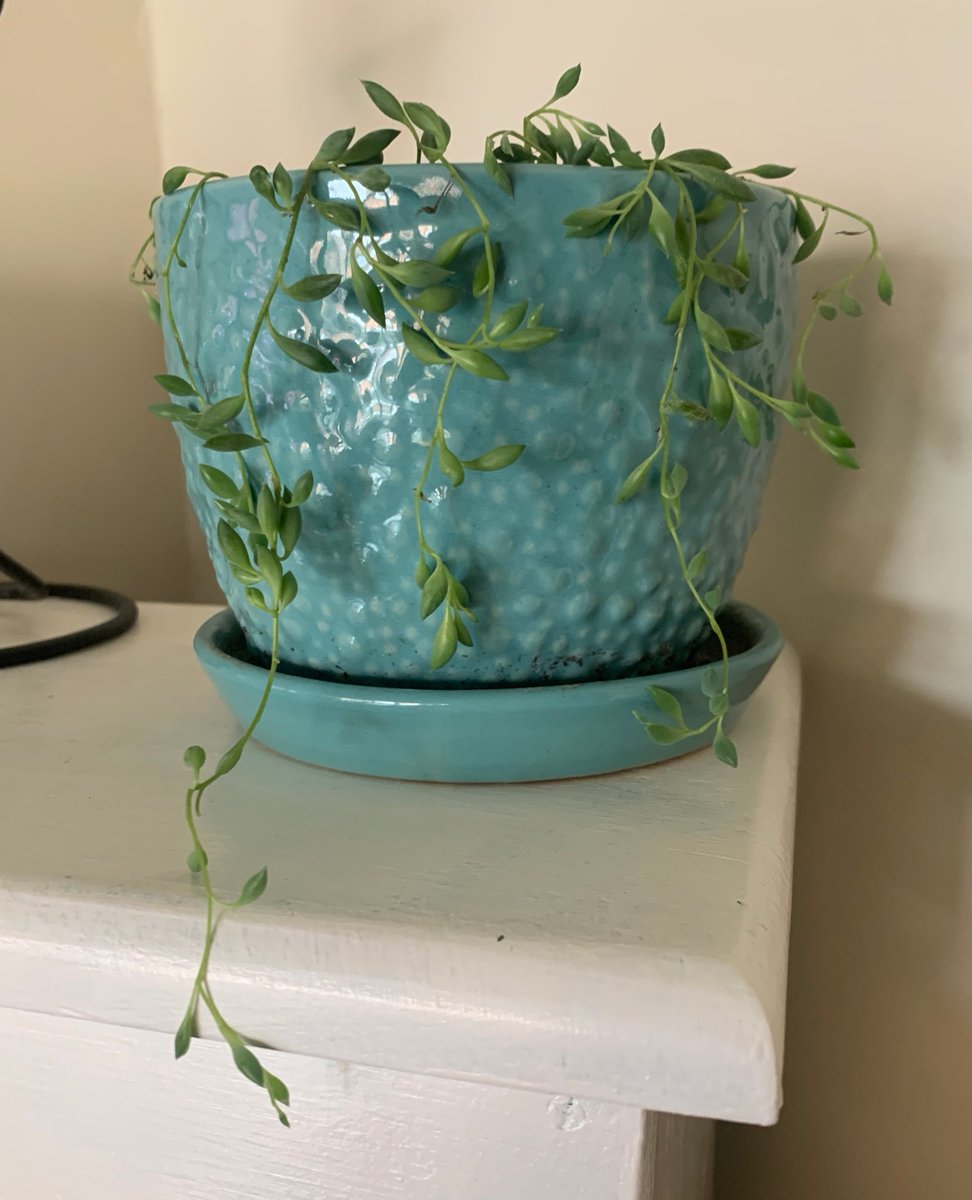 BloomCatch's tweet photo. A string of bananas is a fantastic succulent addition to any indoor plant collection. This trailing beauty loves to spread out and does best planted alone. #bloomcatch #succulent #plants
📷Original Photo by BloomCatch Plant Expert - Taylor https://t.co/26872uJjH1