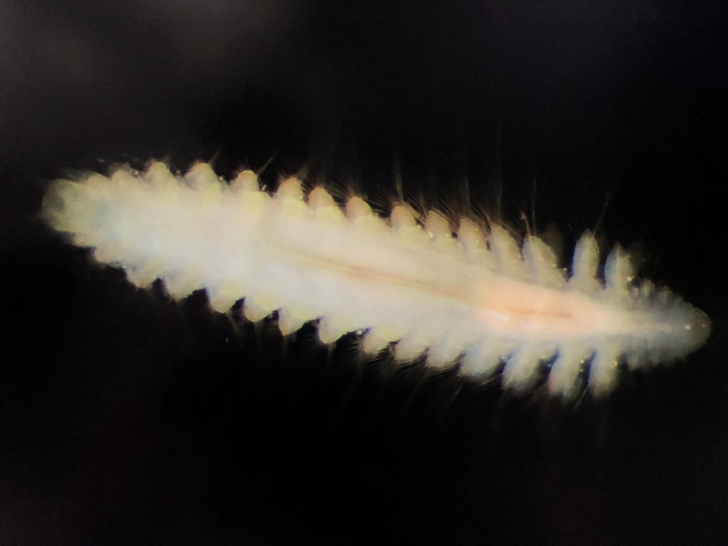 We have been getting quite a few samples on #Abyss2020 shall we start #AbyssalAnimalOfTheDay @helena_wiklund? And it’s #WormWednesday so here is a cheeky #CatWorm, Nephtyidae just collected this AM watch by <a href="/bokamero/">Erik Simon Lledó</a> &amp;me