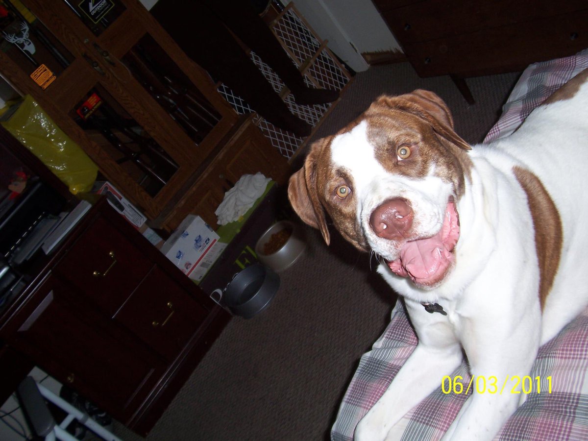Haley08961154's tweet photo. R.I.P buster we will miss you buddy you are always in our hearts ♥️ https://t.co/6joWnWpmKs