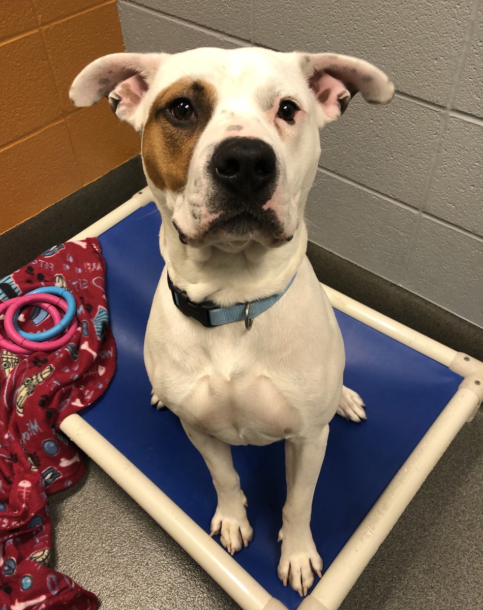 kshumanesociety's tweet image. Lonely Hearts Club 💔💔😞😞

All of the dogs on this post have reduced adoption fees.

Please consider adopting one of these adorable dogs today. 

Give us a call if you would like to place a hold on one today! 316-524-9196