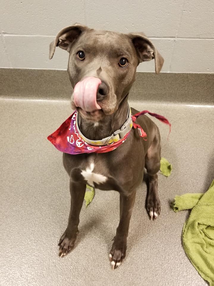 kshumanesociety's tweet image. Lonely Hearts Club 💔💔😞😞

All of the dogs on this post have reduced adoption fees.

Please consider adopting one of these adorable dogs today. 

Give us a call if you would like to place a hold on one today! 316-524-9196