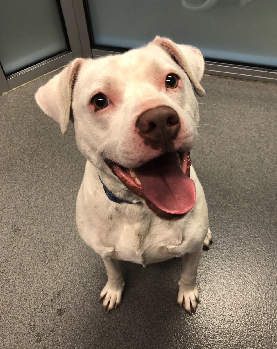 kshumanesociety's tweet image. Lonely Hearts Club 💔💔😞😞

All of the dogs on this post have reduced adoption fees.

Please consider adopting one of these adorable dogs today. 

Give us a call if you would like to place a hold on one today! 316-524-9196