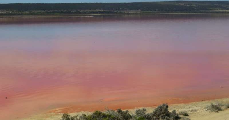 Have you ever seen a pink lake? There is one in Western Australia you can drive right up to. bit.ly/2SoxGty #travel #pinklake #westernaustralia
