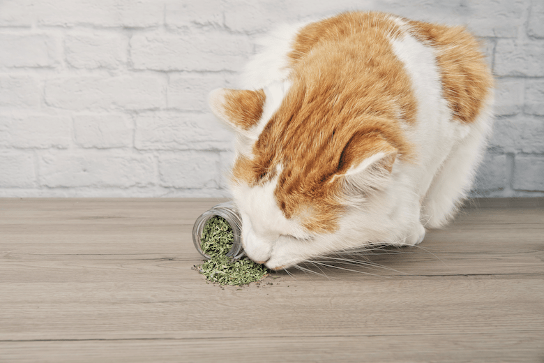 pettrainers's tweet photo. Why Do Cats Go Crazy for Catnip? https://t.co/aBqb5eOTUz https://t.co/hO5DG3Axxc