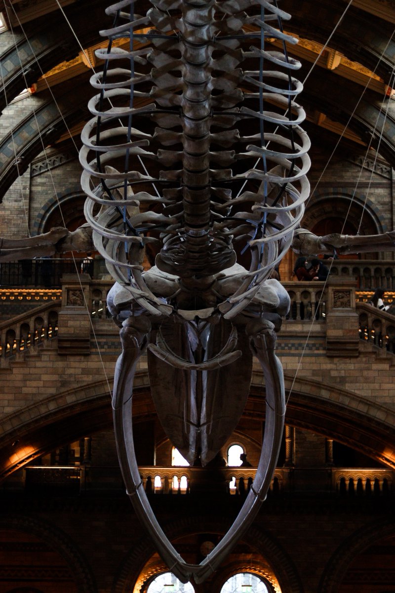 museumscholar's tweet photo. Learn about unique lesser-known uses of Natural History collections.

https://t.co/VKo6Ov23Of

"Museums, nature, and society: the use of natural history collections for furthering public well-being, inclusion, and participation" by Miguel Proa, PhD, and Aline Donini https://t.co/qKYc7p88NQ