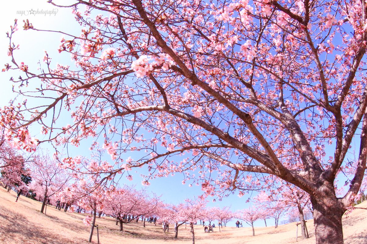 いせさき市民のもり公園 いせさき市民のもり公園