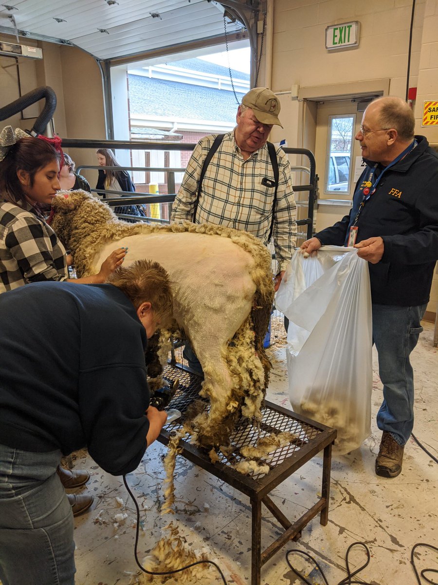 Franklin_CommHS's tweet photo. Sheep shearing and locally grown beef for all FCHS staff down in the Ag Department! Huge thank you to Mrs. Geesey and her father for providing and cooking all the burgers! https://t.co/2N3zJFAosz