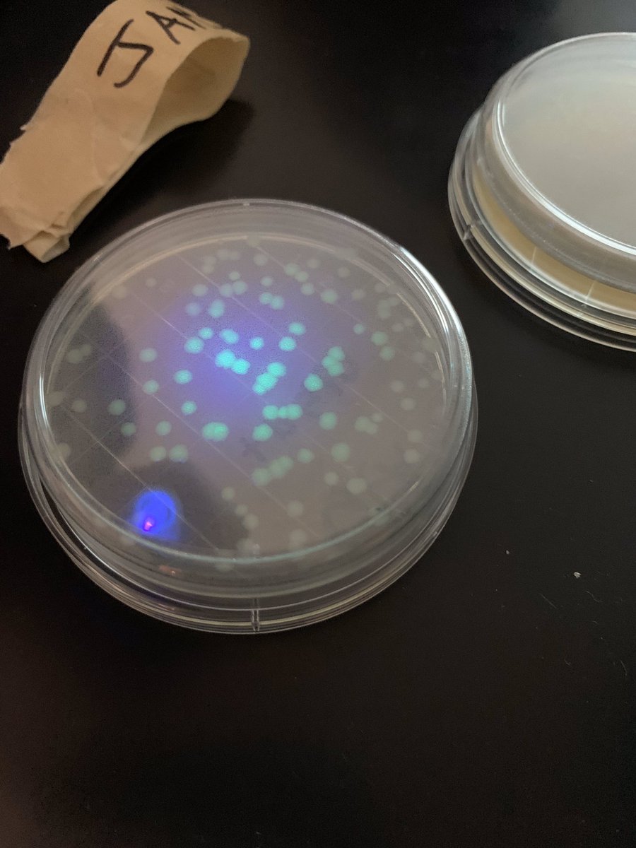 CRHS_Science (@crhs_science) on Twitter photo AP Bio bacterial transformation plates are looking good! Students took a glow gene from a jellyfish and put it in a bacterial cell! Look at them glow! #crhs #katyisdscience #cpoe <a href="/swagnerscience/">Sherri Wagner</a> AP Bio bacterial transformation plates are looking good! Students took a glow gene from a jellyfish and put it in a bacterial cell! Look at them glow! #crhs #katyisdscience #cpoe <a href="/swagnerscience/">Sherri Wagner</a>