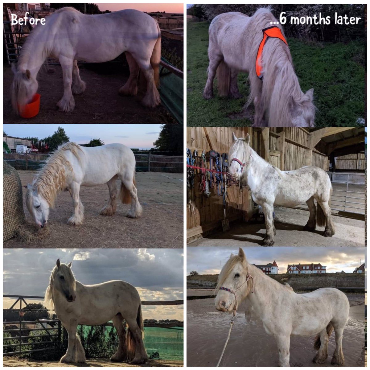 EquineGraveney's tweet image. Lol rocking her new track system slimline bod! #paddockparadise #tracksystem #barefoothorse