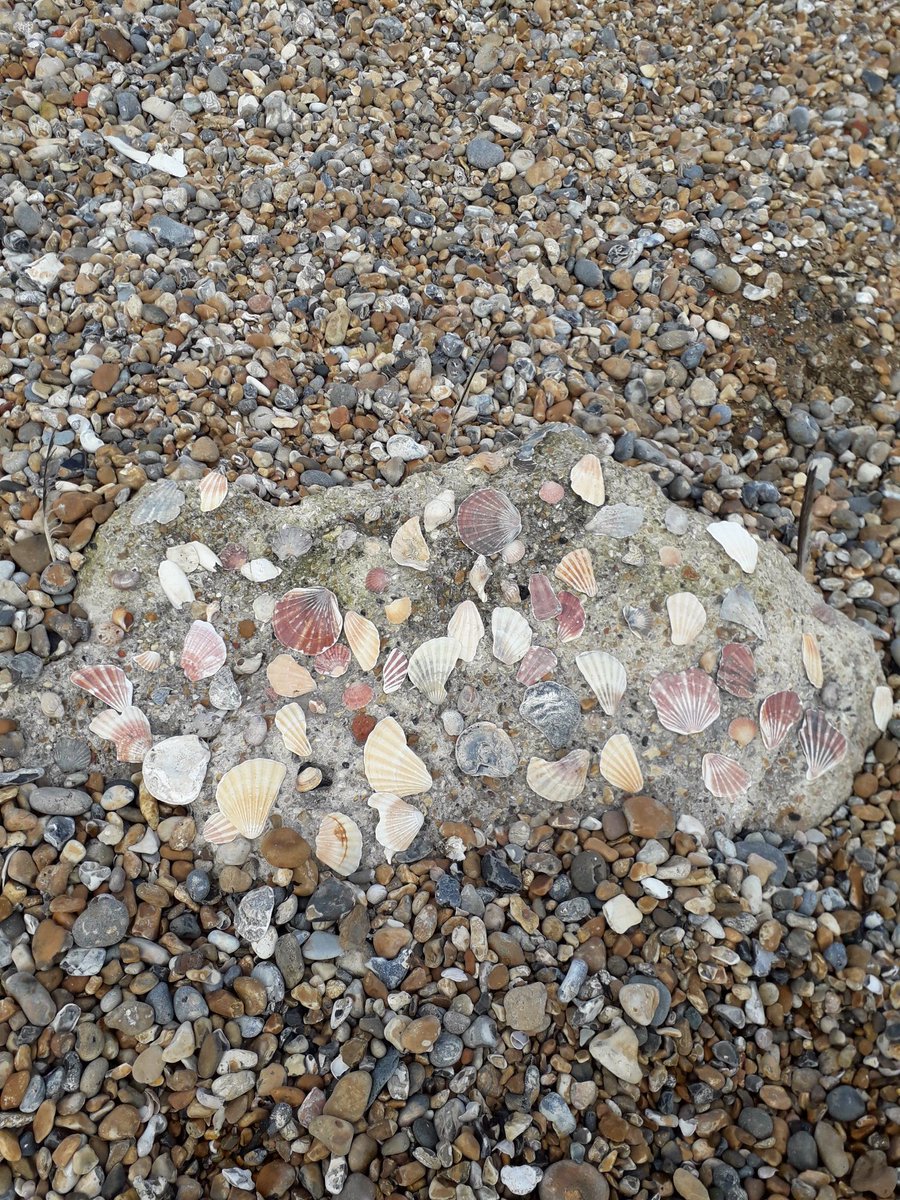 Tirzahswt's tweet photo. Lovely day in the sun making shell museums, mini stone henges and some impressive sea defences! We also found some treasures washed up from the storms #wildbeach #ledermantrainee @BHeetweets https://t.co/hegZAdK1T1