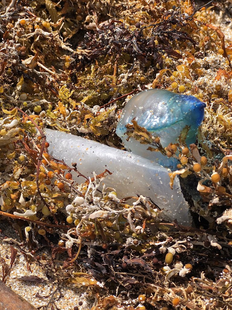 wildplasticorg's tweet photo. One’s sea turtle food, one’s sea turtle poison...do you think they can tell the difference? #wildplasticorg #wildplastic #saveourseas #zerowaste #oneless #ecofriendly #mysolutiontooceanpollution #eco #environment #sustainable #recycle https://t.co/wdVkz8e8q4
