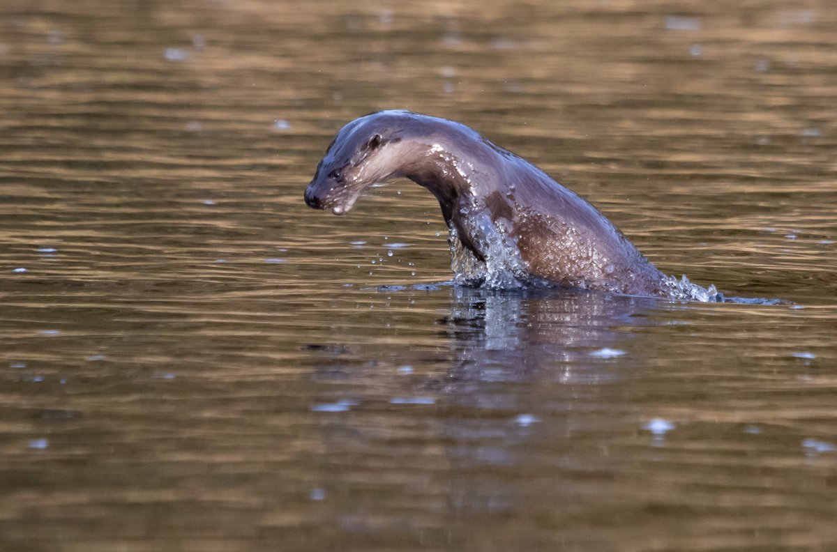 I thought photographing leaping dolphins was hard until I tried doing the same with an otter
#otter #wildlifepics