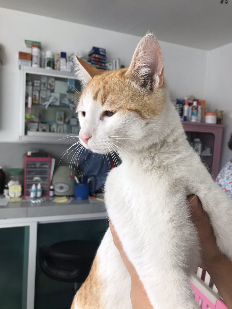 elcattus's tweet photo. Esta semana pudimos resguardar este hermoso wero de apenas 1 año 🧡 negativo a lecuemia y sida, esterilizado y vacunado. Súper cariñoso y juguetón, convive con otros gatos #Adopta #Salvaunavida 
Inf 📞2224818278 https://t.co/BzA75srJSa