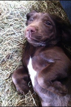 bs2510's tweet photo. TILLY #SpanielHour

Female chocolate #Spaniel Cross Young Adult she has a white diamond marking on her chest Microchipped

#Missing 06 Jul 2013 #Greenacres farm #Halwill #Beaworthy #Devon EX21

https://t.co/0V4AcTa5if https://t.co/pdW3sfSJvr