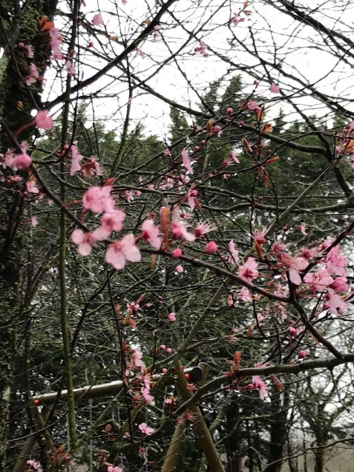 KingslakesDevon's tweet photo. Howling winds and pouring rain will not hold back the beautiful signs of Spring arriving soon! https://t.co/SlxvrK4Vxp