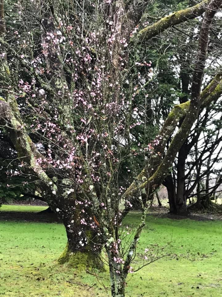 KingslakesDevon's tweet photo. Howling winds and pouring rain will not hold back the beautiful signs of Spring arriving soon! https://t.co/SlxvrK4Vxp