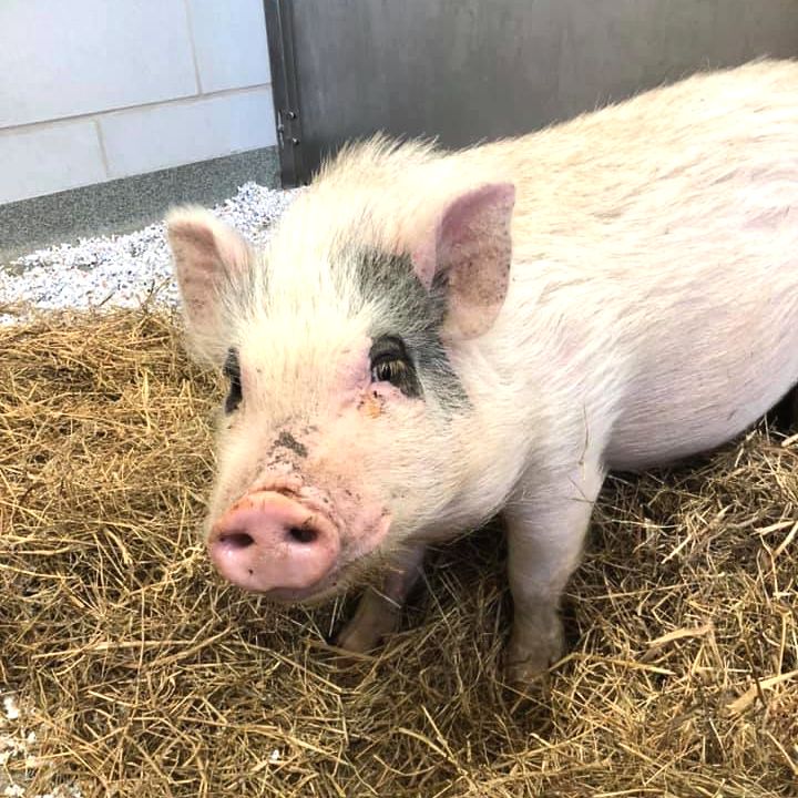 DallasShelter's tweet photo. This little piggy wants to go WEE WEE WEE all the way home! 🐷 This guy (#A1096599) was found as a stray and is now available for adoption. He's about 30 lbs and is a little shy at first but loves scratches. If interested, please email DASadopt@dallascityhall.com. #AdoptDAS https://t.co/HNNYwuUEBU