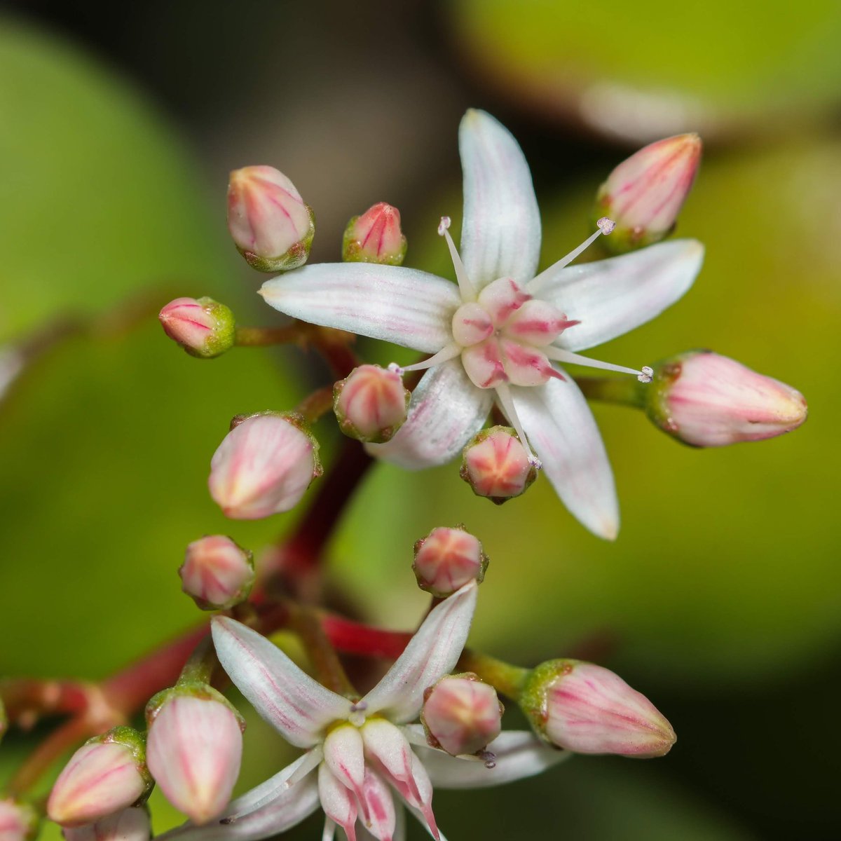 The flowers on our big crassula ovata #crassulaovata #crassula #succulents  #flowers #flowering #flowerinspiration #macro #macrophotography #jadeplant #moneyplant #succulentflower #greenthumb #houseplantclub #succulentslover #suckerforsucculents #cactusysuculentas #blooms