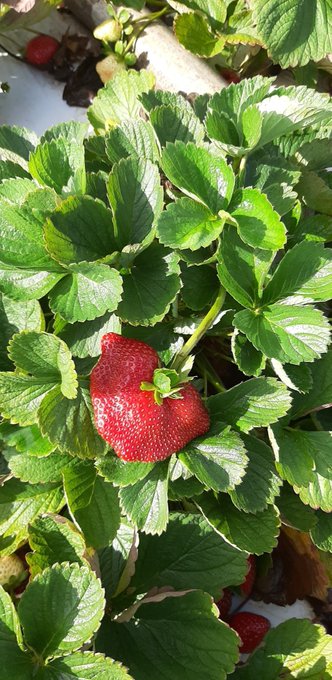 Who wants some tomatoes and strawberries!!?? https://t.co/0BMYrayxgy