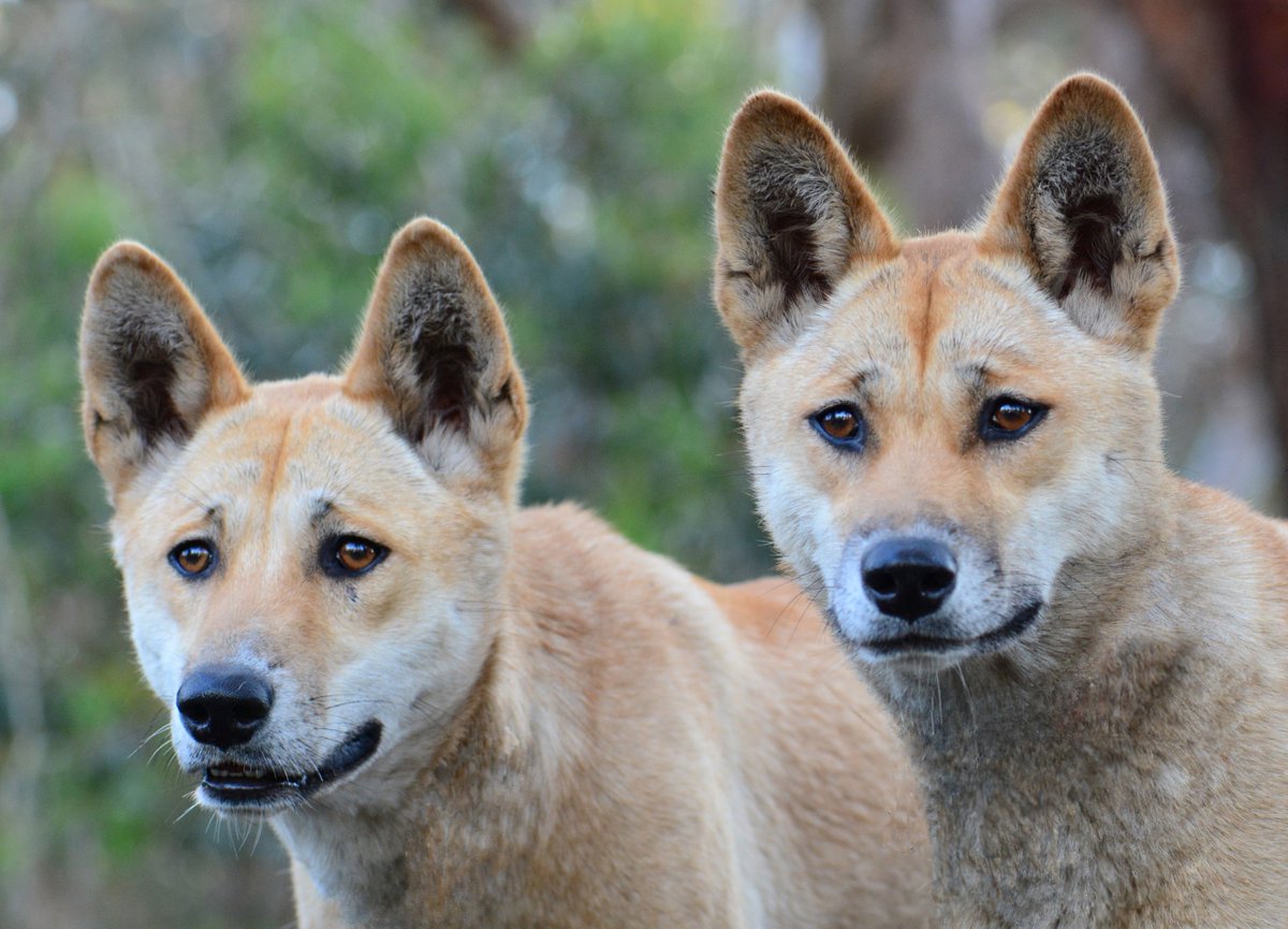 Adopt Me On Twitter Have Y All Seen Real Life Dingos Ma Am