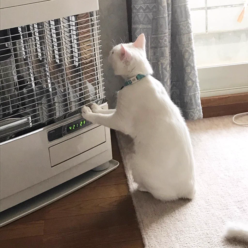 もうちょっと温度を上げてくれないかな・・・猫ちゃんがストーブの前でおねだりｗｗｗ