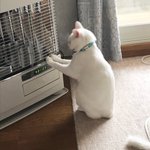 もうちょっと温度を上げてくれないかな・・・猫ちゃんがストーブの前でおねだり!