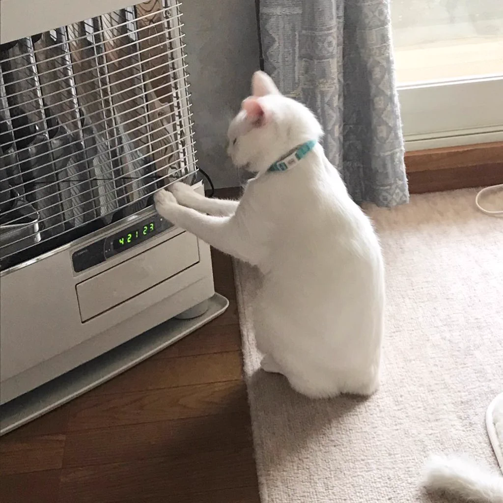 もうちょっと温度を上げてくれないかな・・・猫ちゃんがストーブの前でおねだりｗｗｗ