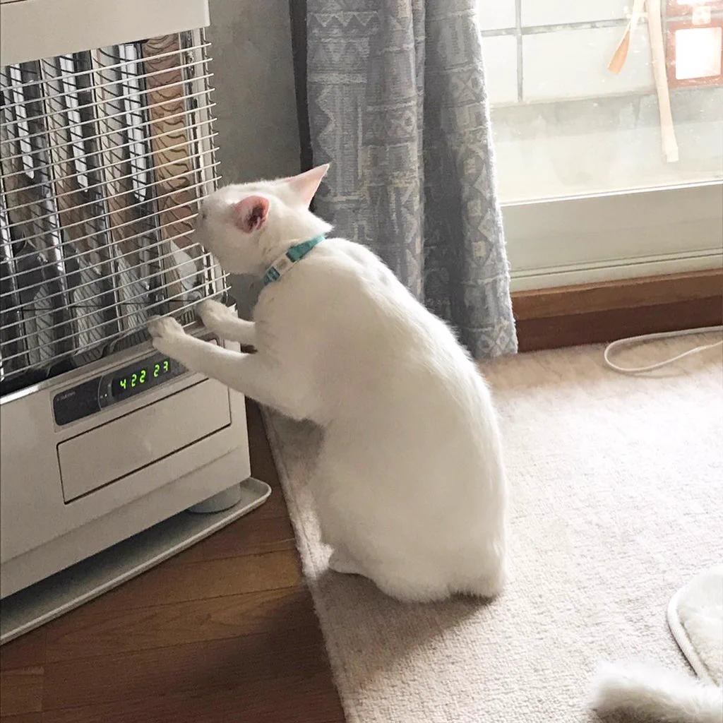 もうちょっと温度を上げてくれないかな・・・猫ちゃんがストーブの前でおねだりｗｗｗ