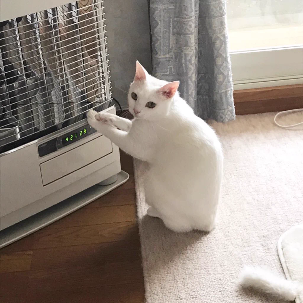 もうちょっと温度を上げてくれないかな・・・猫ちゃんがストーブの前でおねだりｗｗｗ