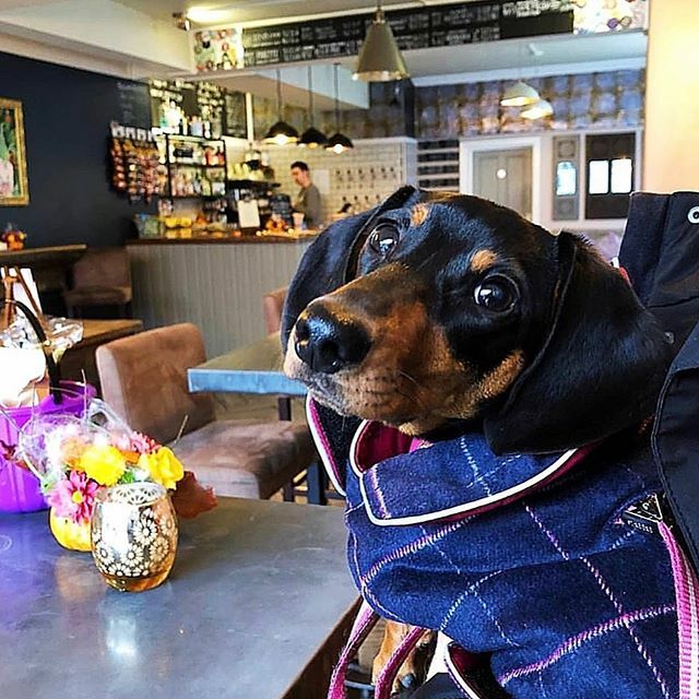 “Can we visit TGB everyday mum?” #TGBDogFriendly ift.tt/2TgZr6K