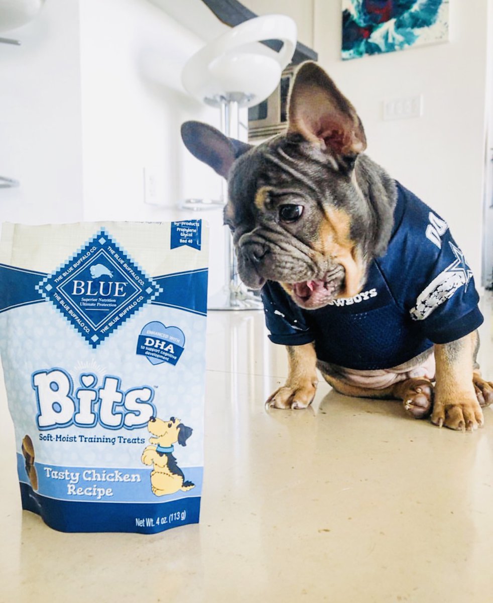bluebuffalo's tweet photo. Zeke can not believe his eyes! 👀 #bestdayever @gocmd #bluebits #dogtreats https://t.co/yL3LnKbf6m