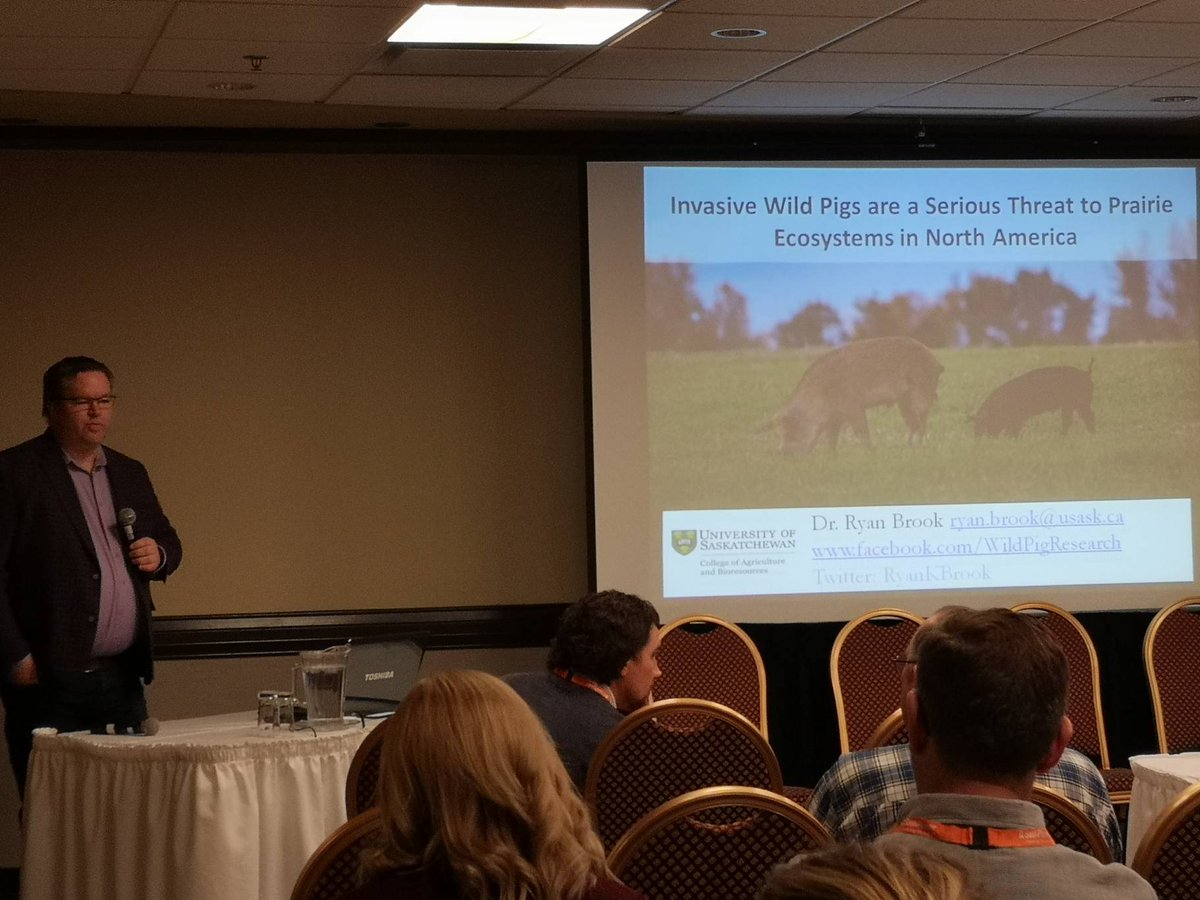 SaskPCAP's tweet photo. Invasive Wild Pigs are a serious threat to the Native Prairie Ecosystem in North America.
Fascinating talk by Dr. Ryan Brooks. 

#NPRRW20 #rangeninja  #nativeprairie #grasslands #wildlife #Nature4All #conservation #agronomy  #wetlands #restoration 

@usask https://t.co/4HkRTpGppN