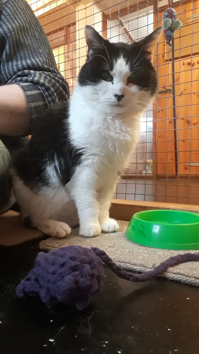 Denise 10+ has been waiting for a home since August last year 😥 she is diabetic which is managed with insulin injections. She needs an understanding owner who can give her the time and patience she needs to settle into a loving home she has been without for so long #adoptme