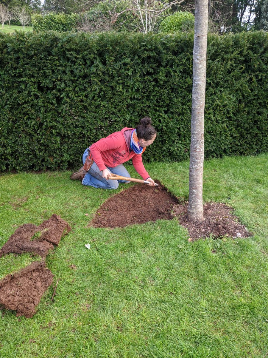 EmCarboni's tweet photo. Tree circles went in around the Malus hupehensis today in the sunshine! Don't think that the tools and techniques have changed since the heyday of Stonelands, string, lawn edger, spade, barrow and a fair amount of graft, very satisfying! https://t.co/nXEDiy4a59