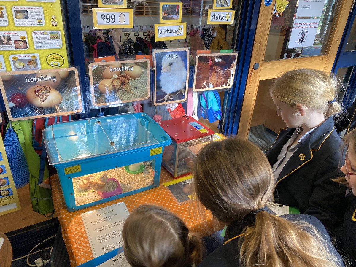 Year Four had fun completing a ‘sound’ survey around school today. Look what we also came across whilst visiting the nursery.... #Sound #scienceisfun  #chickhatching