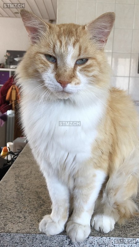 stmz_ch's tweet photo. #Chat #perdu https://t.co/5Z4lIokzFB 1753 #Matran mâle tigré Blanc Rouge/orange poils longs https://t.co/vP8vJ0LyVS