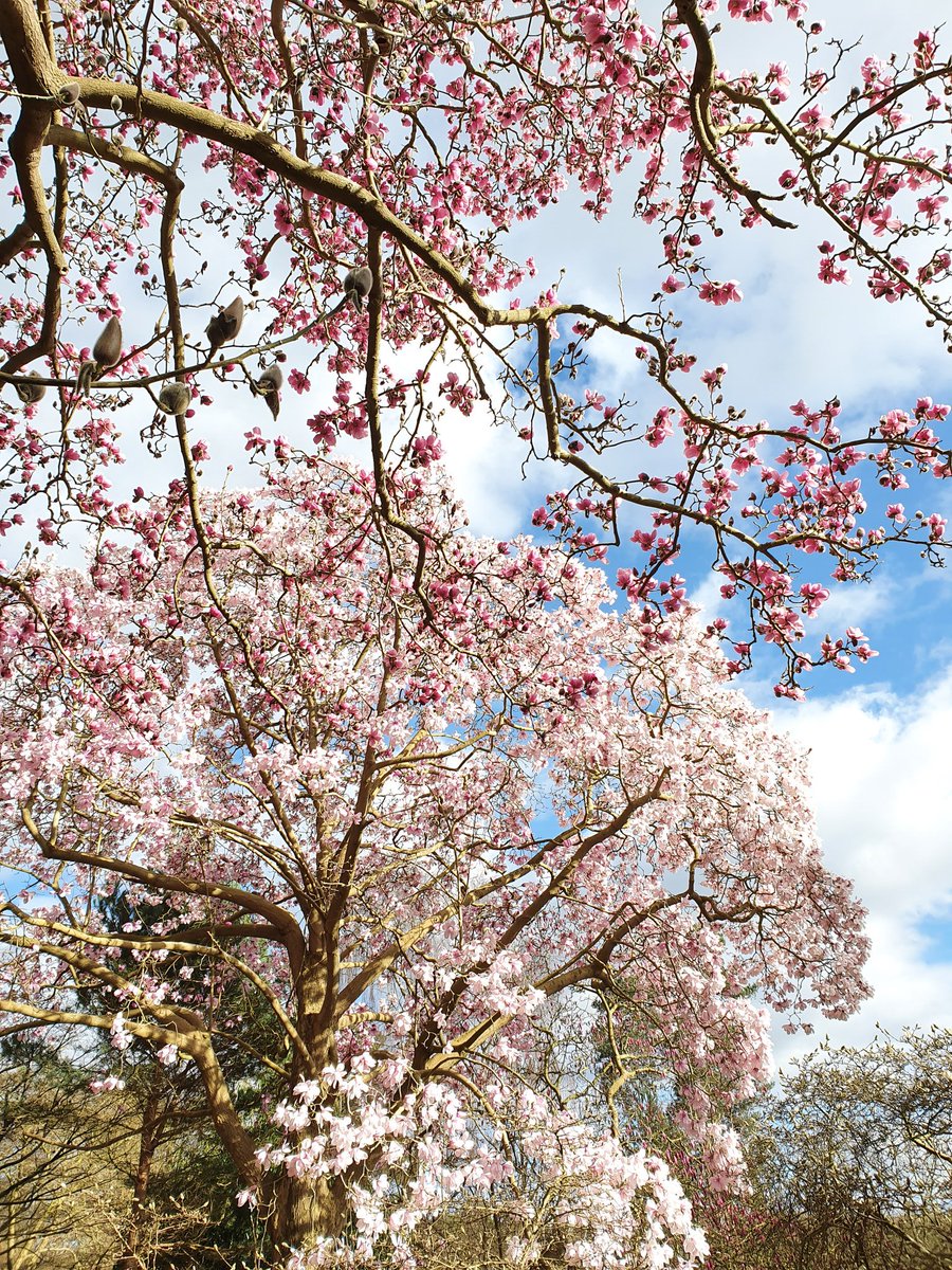 Simply marvellous #magnolias now towering over the #valley #gardens #windsor #park #spring #flowers even though it feels like #winter @RCM_Group @PackandCamera @Plantheritage #nationalcollection