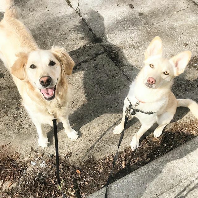 TheyWalkDogs's tweet photo. Willow + Milo #theywalkdogs https://t.co/tVMDi7RRjl https://t.co/g32q3CFPqd
