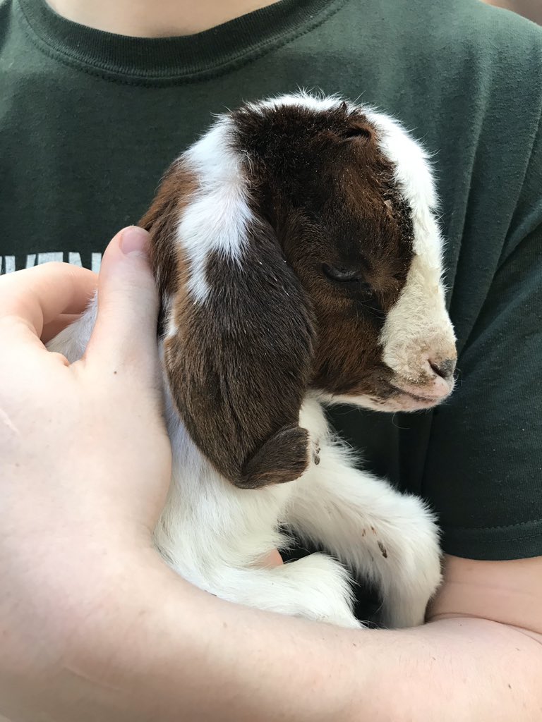 SCSOCoordLDean's tweet photo. @ScatterJoyAcres visited us with 12 week old puppy Oliver and 3 week old kid Georgina ❤️ Oliver was recently brought to the rescue and has already found his forever home!  Both of them enjoyed spending time just as the youth did! @SarpySheriff https://t.co/rXwHjPs4GP