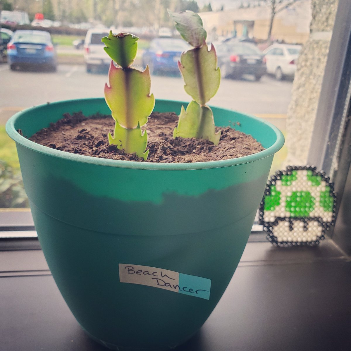 I have a new office buddy! Gonna try real hard not to kill it 🤞 #holidaycactus #officeplants