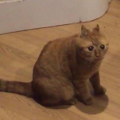 TIMELESSCHlLD's tweet photo. / watching @OMasterRP do some tense rp makes my baby heart feel like this i’m so confused and a lil scared y’all are wild in this verse https://t.co/BGlWH1L7m1