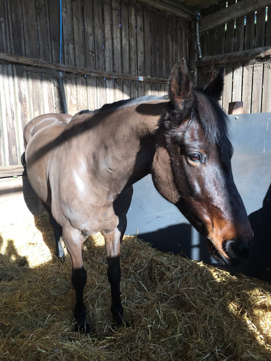 Mariconn looking in great form coming into the season, only a few weeks left to go before her first event at Cirencester Park