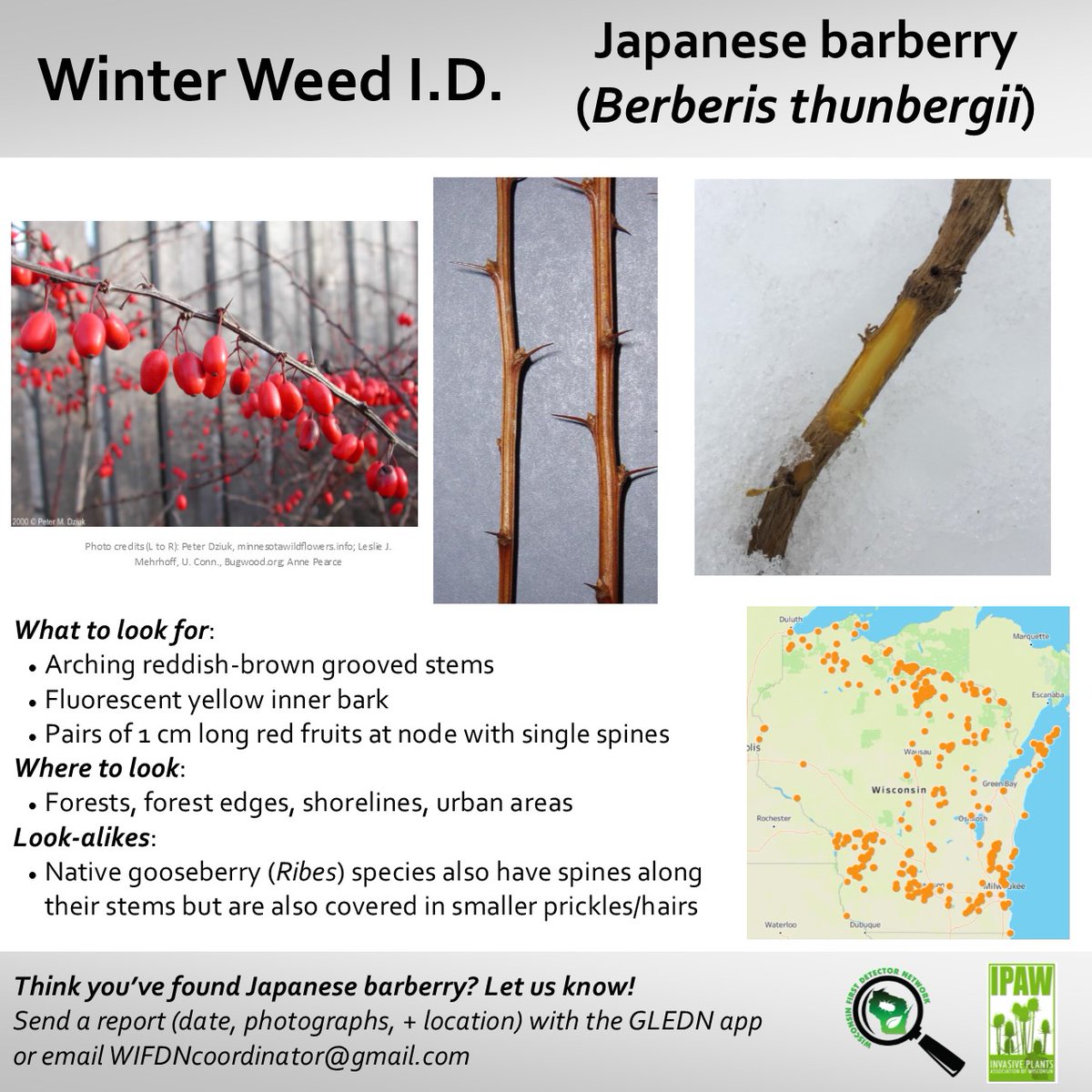 It's #WinterWeedWednesday and National Invasive Species Week, so here is a post on identifying Japanese barberry-a common ornamental taking over upland forests. If you have this consider removing it and replacing with native shrubs (see your local Extension for your area) #NISAW