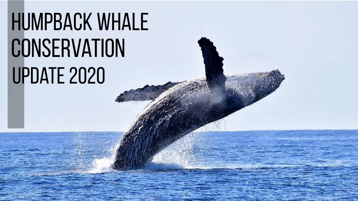 Whale Watch Cabo tweet media