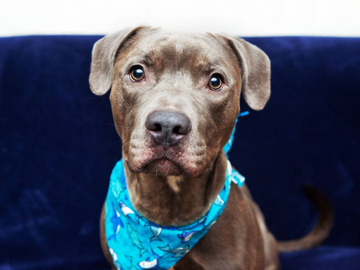 Friends of Lucas County Dogs tweet media