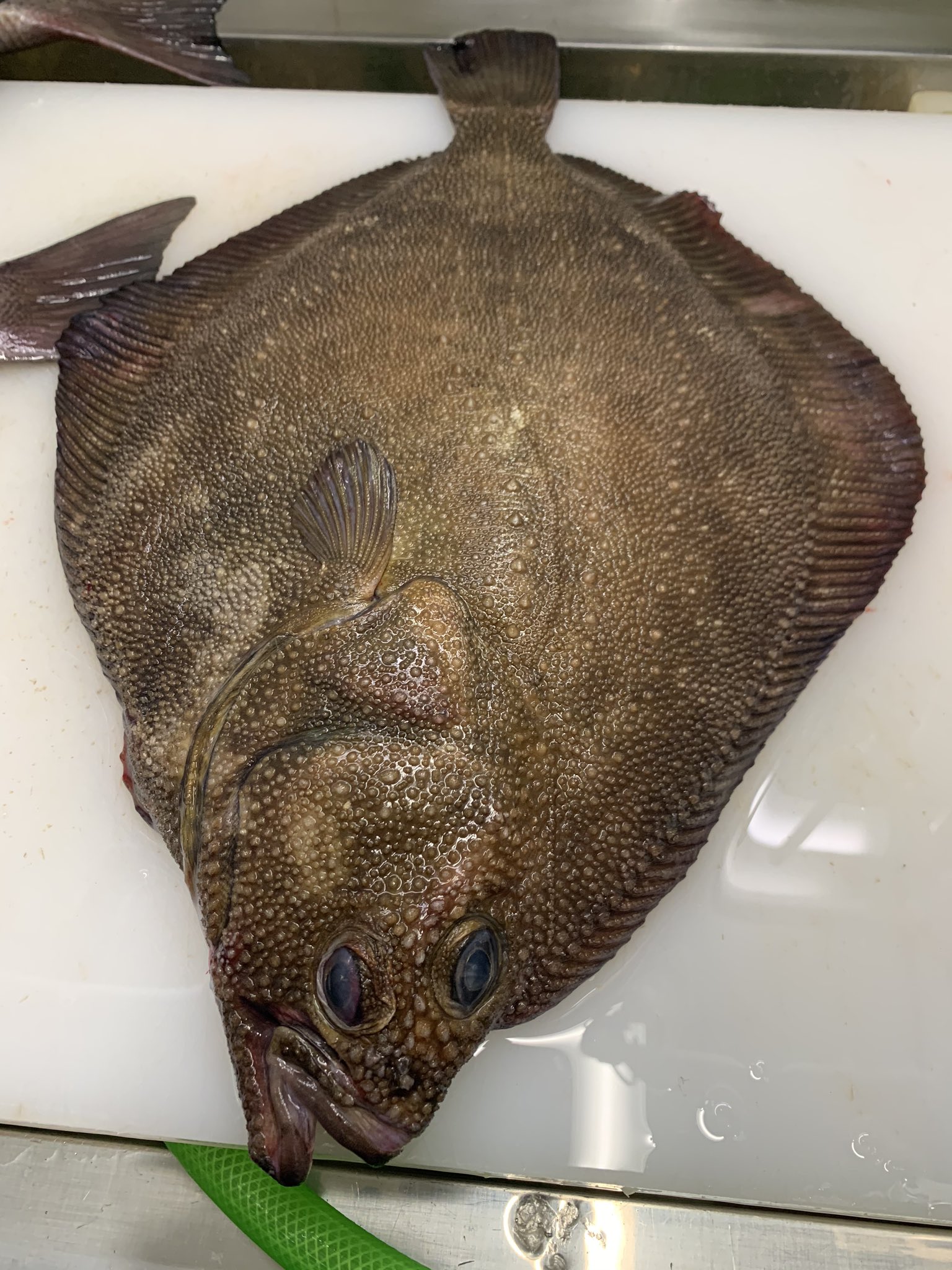 さくま りょうすけ 豊洲から世界へ 最近サメカレイにハマってます 見た目からは想像つかない 身の質に 刺身 煮付け ムニエル フライ 津本式血抜き処理すみ サメカレイ 豊洲市場 津本式 T Co Iueygfmwxr Twitter