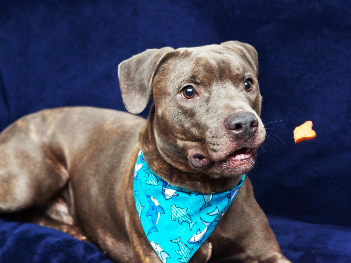Friends of Lucas County Dogs tweet media