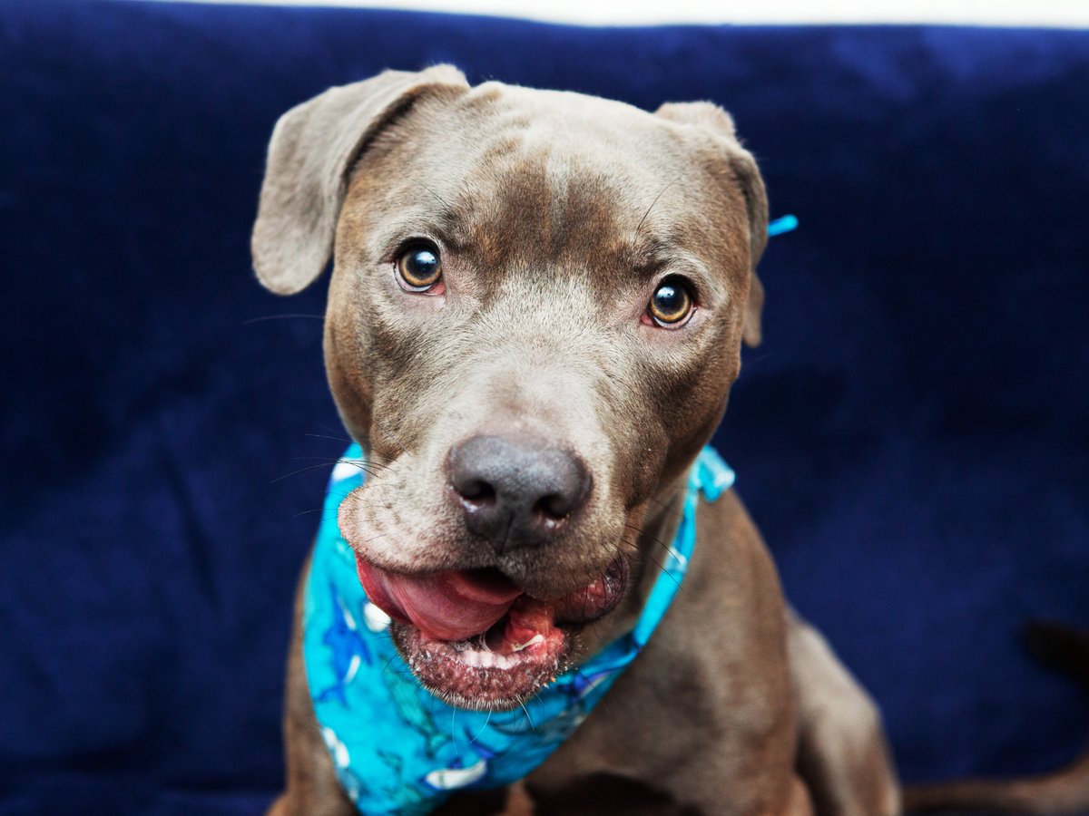 Friends of Lucas County Dogs tweet media
