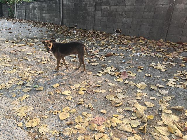 DmfPhoto's tweet photo. #streetdog .
Taking by #iphone #6s 
#shotoniphone 
by #dmfphoto #streetphotography #bnwphotography #streetfeat #thailand4up #streetphotographers #magnumphotos #spi_bnw #spi_collective
@upphotographers @streetphotothailand @streetphotographyinternational … https://t.co/GDFKbZiVEO https://t.co/R2FTnOR6cs