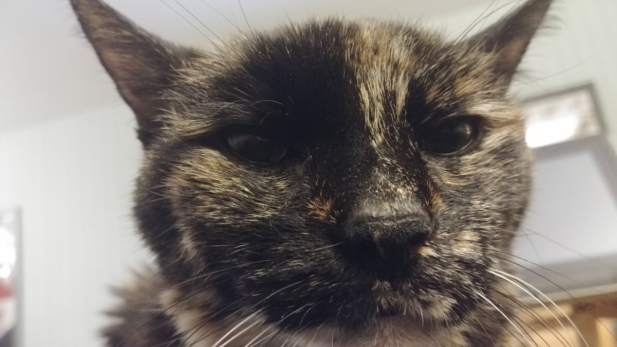 gideonscorral's tweet photo. Casey demands a lap time close-up #caseyface https://t.co/exuO7MtFYf